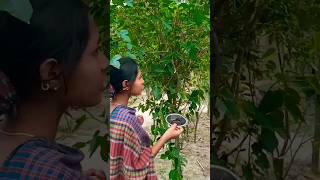 Mulberry😋||তুত ফল||#shorts #yummy || 22 September 2023 #shortsfeed #comedy #shorts #viral