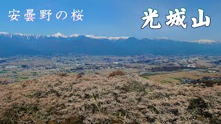 【桜の上り龍 光城山】満開の桜回廊 ４Ｋ空撮映像