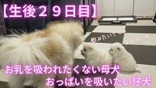 【生後29日目】お乳を吸われたくない母犬　おっぱいを吸いたい仔犬