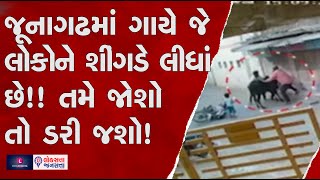 જૂનાગઢમાં ગાયે જે લોકોને શીંગડે લીધાં છે!! તમે જોશો તો ડરી જશો! | Junagadh Cow Video Viral |