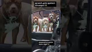 ഇതായിരുന്നോ ഞാൻ പേടിച്ചു പോയി 🐈#shorts #shortsfeed  #youtubeshorts #dogshorts #funny #doglover