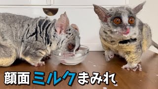 ミルクを飲むのが下手っぴなお猿【ショウガラゴのピザトル】Pizzatoru the Bushbaby