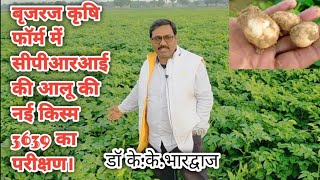 CPRI की आलू नई किस्म 3639 का बृजरज कृषि फॉर्म में परीक्षण।Testing of CPRI's new potato variety .