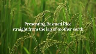 Premium Range of Basmati Rice