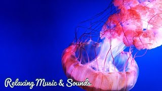 Calming Seas 1 Hour Ocean Waves Nature Sounds Relaxation Meditation/ Piano Music