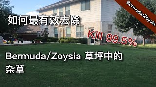 去除Bermuda、Zoysia草坪99.5%的杂草 - how to kill weeds on a Bermuda/Zoysia Lawn | 尅尅\u0026凯西的后花园