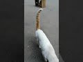 猫咪日常：我过来了，你别动 cat daily i m here don t move