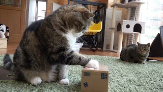 まるの誕生日カウントダウン動画５。-Maru's Birthday Countdown Video5.-