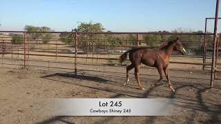 Lot 245