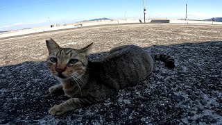 猫島にいたカワイイ野良猫をナデナデしてきました【佐柳島】