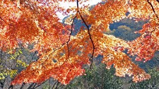 嵐山（らんざん）渓谷の紅葉 Rannzan Valley In Autumn.