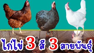 ไก่ไข่ ขน 3 สี 3 สายพันธุ์ น่ารักน่าเลี้ยง by คำเงินฟาร์ม