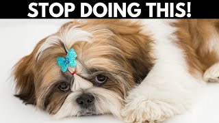 14 Ways You're Hurting Your Shih Tzu Without Realizing