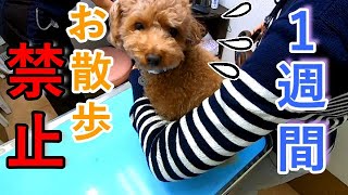 犬の様子がいつもと違うので病院に行ったら1週間お散歩NGになった話。【トイプードル】