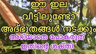 ഈ ഇല വീട്ടിലുണ്ടോ അദ്‌ഭുതങ്ങൾ നടക്കും