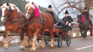 Caii lui Andrei și Bogdan Trufan de la Vatra Moldoviței - Bucovina 2025