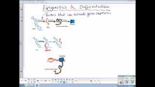 Epigenetics and differentiation