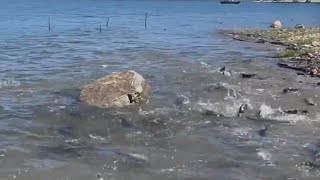 Placer County Water Agency releases 3,000 pounds of rainbow trout into French Meadows Reservoir