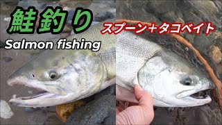 スプーン＋タコベイトで狙う！新潟県荒川のサケ