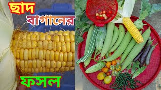 ছাদ বাগান থেকে বিভিন্ন রকমের ফলমূল শাক-সবজি সংগ্রহ।