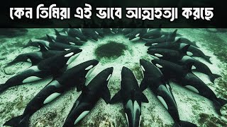 অর্কা তিমি: ভালোবাসা, শোক ও ত্যাগের হৃদয়স্পর্শী যাত্রা | প্রকৃতির ডকুমেন্টারি