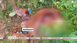 തൃശൂരിൽ വീണ്ടും പുലിയിറങ്ങി; പശുവിനെ ആക്രമിച്ചു | Leopard Attack | Thrissur