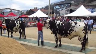 Tutancamón y Prometeo 50 Feria Nacional de la Raza NORMANDO