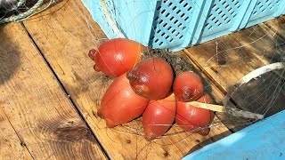 あれ？北海道のアカボヤ食べたら舌がバグった