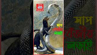 বেজি কেন জয়ী হয়? 😱 | 🤯 Snake vs Mongoose #shorts #mongoosevssnake