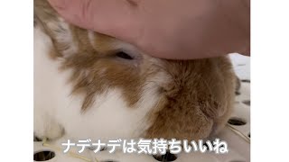 撫でて欲しいウサギ【ホーランドロップイヤー】茶々丸