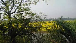 Bhuyanpur - Hemnagar Rail section. || #train_video #wintercollection #winter #mustard_fild