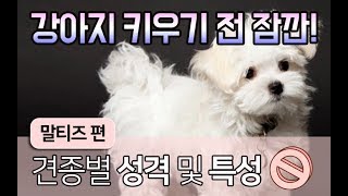 [강아지 정보] 말티즈 특징 어디까지 알고 계시나요? I 펫을부탁해