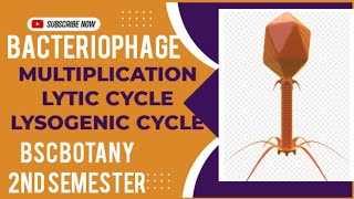 Multiplication in bacteriophage #calicutuniversity #Bscbotany #bacteriophage