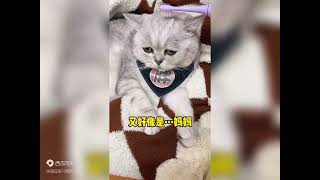 听说这样做，会让小猫咪想起姥姥？