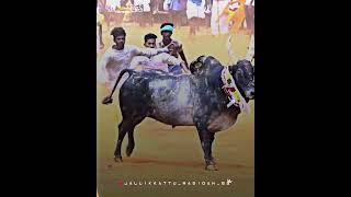 மஞ்சுவிரட்டு களம் ஆரம்பம்..😈👑🔥💯 Manjuvirattu WhatsApp Status..😇✨✌️