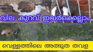 #പ്രാവുകൾ താറാവുകൾ മുയലുകൾ വെള്ളത്തിലെ അത്ഭുത തവള#Aflu kmk media