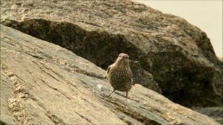 虫を捕食するイソヒヨドリ(Blue Rock-Thrush prey insects)