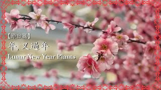 【節日篇】年，又過年｜無得買年花點算｜亂世桃花｜#廣東話 #農曆新年 #年花