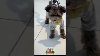 Funny dog chain 😹🤣 #video #viral