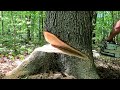 Felling Big Oak Trees For Lumber