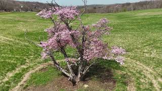 室蘭市崎守町の一本桜