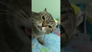 Kucing Bingung #kucing #suara kucing #kucing bingung