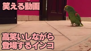 【笑える動画】高笑いしながら 登場するインコ