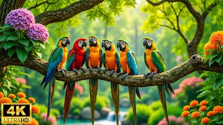 Soul Healing Music | Relaxing Piano & Blossoming Flowers for Peaceful Mind & Emotional Balance