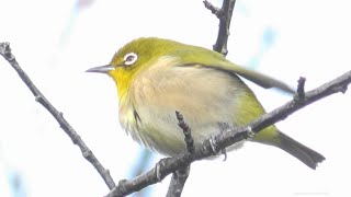 メジロ（メジロ科）　Zosterops japonicus　2025年2月　沖縄本島