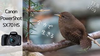 《貴重映像》渓流の鳥たちのすごい瞬間満載！鳥目線カメラ潜入！？【コンデジ野鳥Vlog】