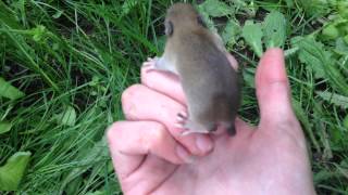 Baby moles nest