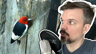 Whispered Bird Watching 🐦 ASMR 😴 Close-up Whisper for your Relaxation | male