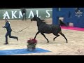 World Arabian Horse Champ  2024 Paris   Class SFC