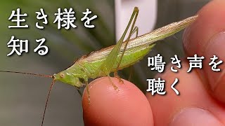 生き様を知る・鳴き声を聴く - ウスイロササキリ